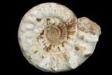 Massive, Jurassic Ammonite (Kranosphinctites?) Fossil - Madagascar #175781-2